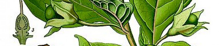 Belladonna (Schwarze Tollkirsche Köhler)