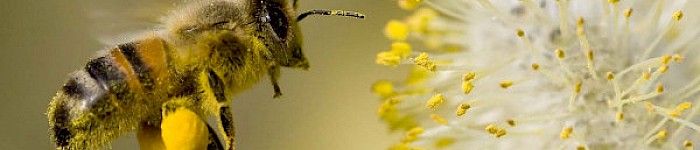Honigbiene