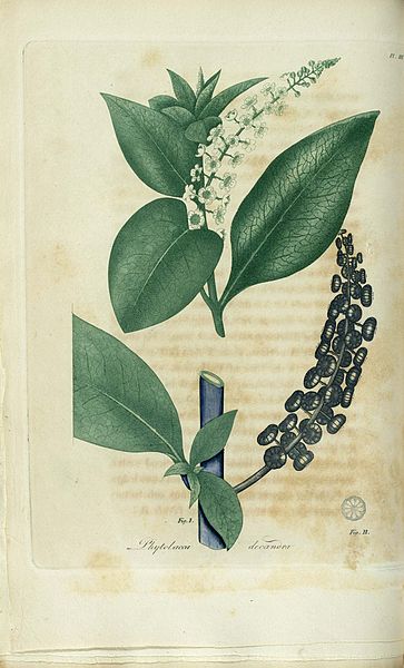Phytolacca Decandra (PD)
