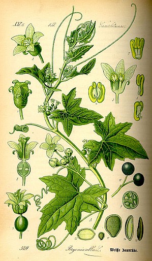 Illustration von Bryonia Alba (Prof. Dr. Otto Wilhelm Thomé Flora)