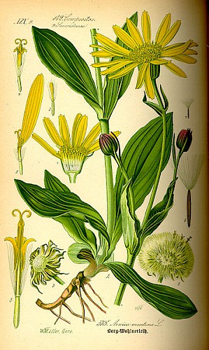Arnica Montana (PD)