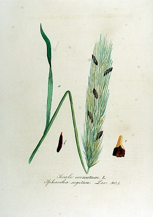 Secale cornutum (PD)