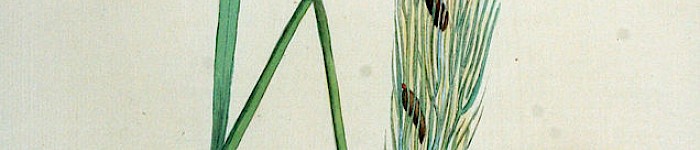 Secale cornutum (PD)