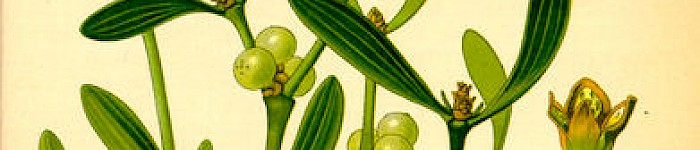 Illustration von Visbum Album (PD)