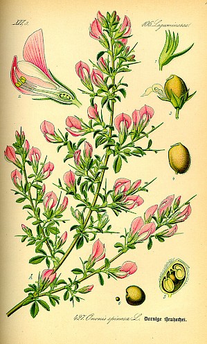Ononis spinosa (PD)