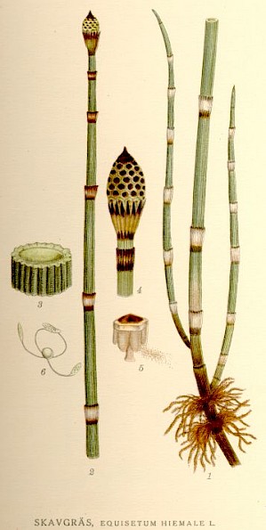 Equisetum hiemale (PD)