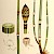Equisetum hiemale (PD)