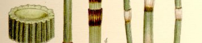 Equisetum hiemale (PD)