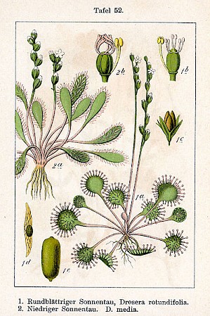 Illustration (PD)