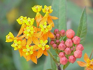 Asclepias curassavica (Foto: Kurt Stüber CC-BY-SA-3.0)