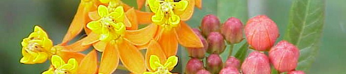 Asclepias curassavica (Foto: Kurt Stüber CC-BY-SA-3.0)