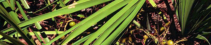 Serenoa repens (Foto: Miller and Miller CC-BY-SA-3.0 US)