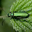 Cantharis
