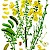 Cytisus scoparius (PD)