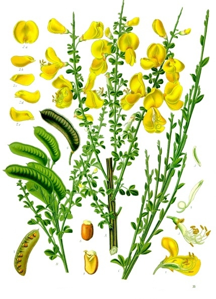 Cytisus scoparius (PD)