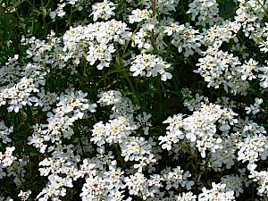 Iberis amara (Foto: user:Density 2006 cc-by-sa 3.0)