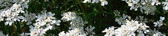 Iberis amara (Foto: user:Density 2006 cc-by-sa 3.0)