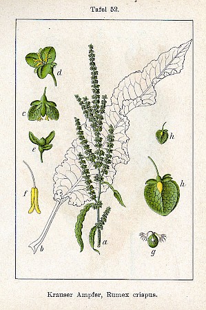 Illustration Rumex Crispus (PD)