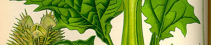 Illustration Datura stramonium (PD)