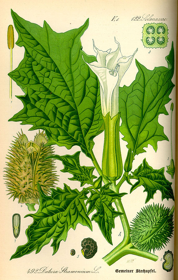 Illustration Datura stramonium (PD)