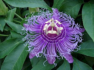 Passiflora incarnata (PD)