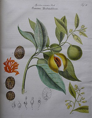 Muskatnussbaum (Illustration von Zenker PD)