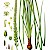 Sabadilla: Schoenocaulon officinale (Illustration: Köhlers Medizinal Pflanzen PD)