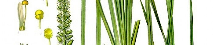 Sabadilla: Schoenocaulon officinale (Illustration: Köhlers Medizinal Pflanzen PD)