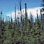 Abies Nigra - Picea mariana taiga, Copper River, Alaska (PD)