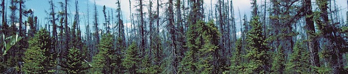 Abies Nigra - Picea mariana taiga, Copper River, Alaska (PD)