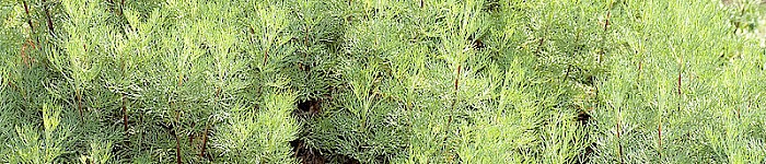 Abrotanum (André Karwath aka Aka CC BY-SA 2.5)