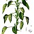 Acalypha Indica (PD)