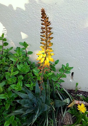 Foto der artverwandten Aloe commixta (PD)