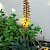 Foto der artverwandten Aloe commixta (PD)
