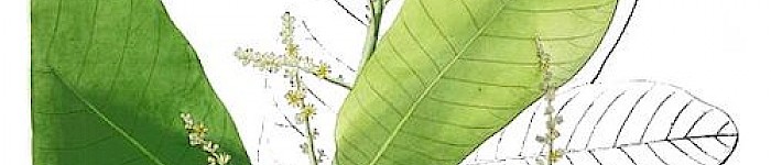 Semecarpus anacardium (Illustration PD)