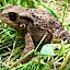 Bufo rana