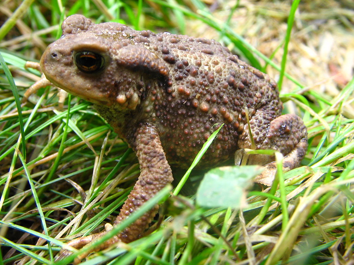 Bufo (Foto: Taka 2005 CC-BY-SA-3.0)
