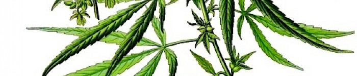 Hanfgewächs - Cannabis sativa (PD)