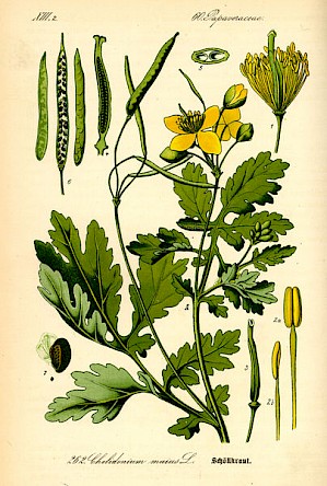 Chelidonium majus (PD)