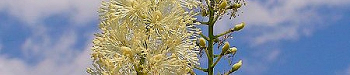 Actaea racemosa (H. Zell CC-BY-SA-30)