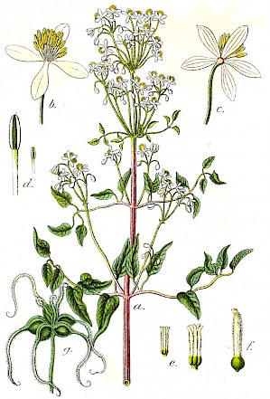 Clematis recta (PD)