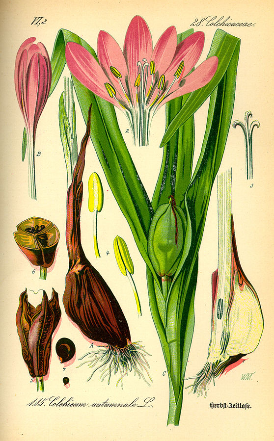 Colchicum autumnale (PD)