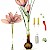 Crocus sativus (PD)