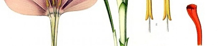 Crocus sativus (PD)