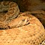 Crotalus horridus