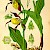 Illustration Cypripedium calceolus (PD)