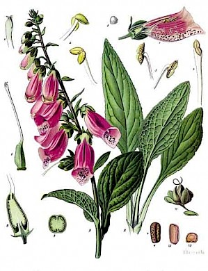 Digitalis purpurea (PD)
