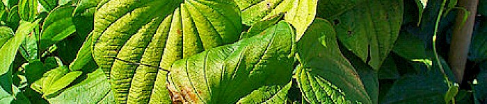 Dioscorea villosa (Foto: hzell CC BY-SA3.0)