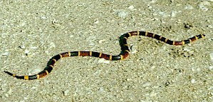 Korallenschlange (PD)