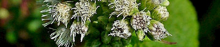 Eupatorium perfoliatum (Foto von hzell CC-BY-SA-3.0)